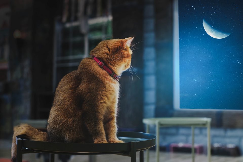 Do Cats Need Light At Night? Here’s What You Need To Know