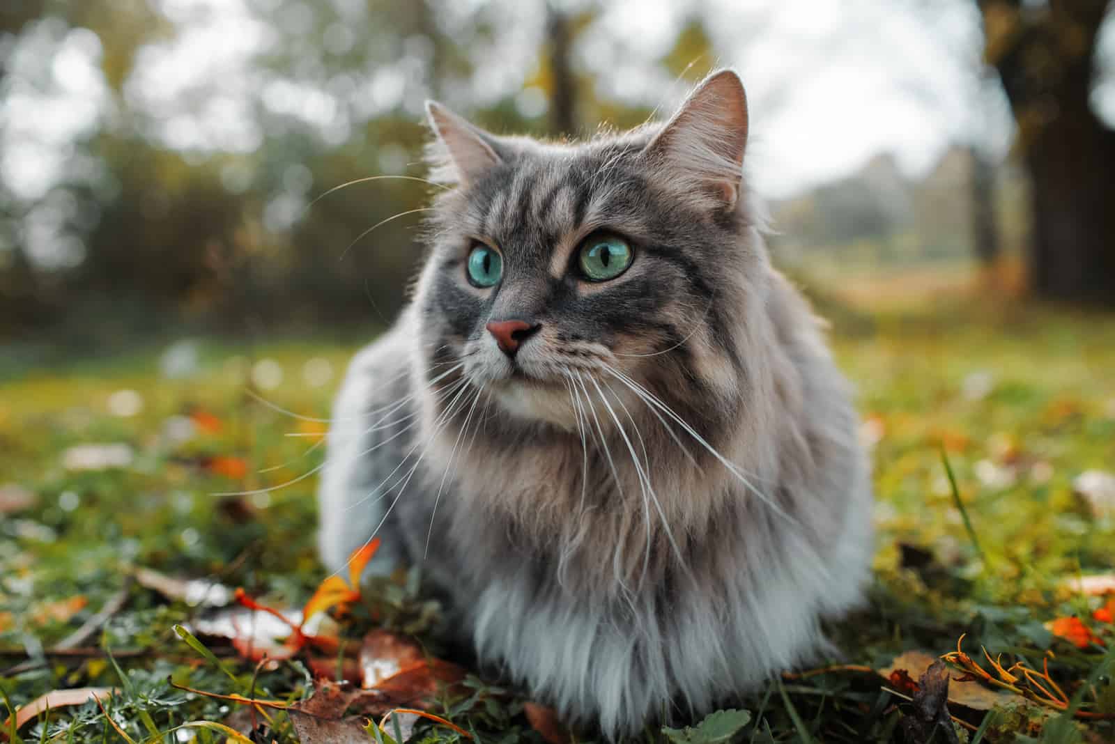 The cat looks to the side and sits on a green lawn