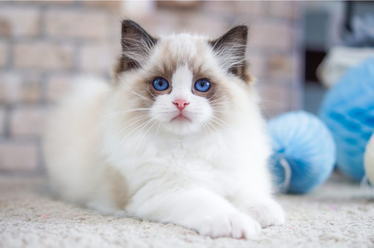 Ragdoll cat sitting on floor