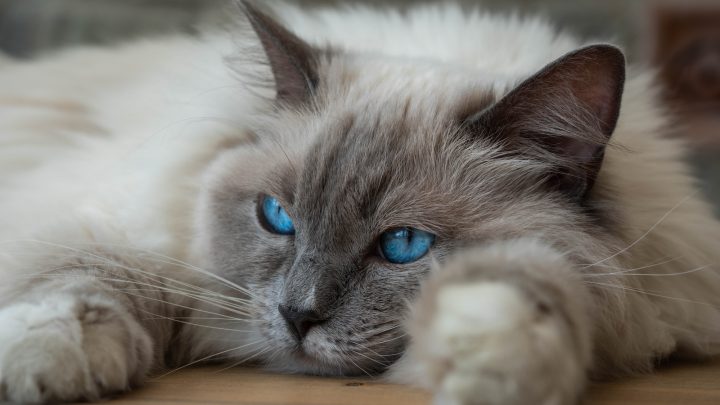 Top 13 Best Ragdoll Cat Breeders In Texas: Check It Out!