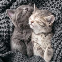two grey kittens cuddling