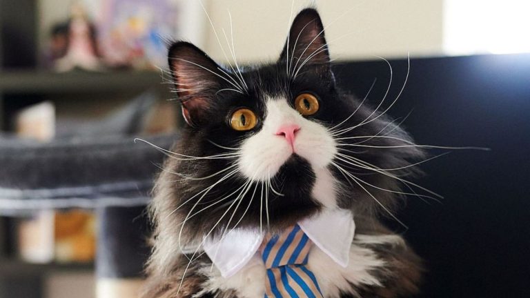 portrait of a black tuxedo maine coon cat