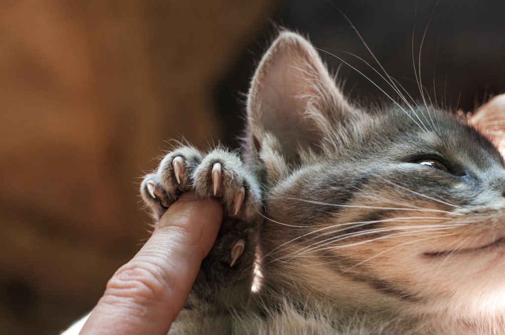 Cat Claw Infection Possible Causes & Solutions!