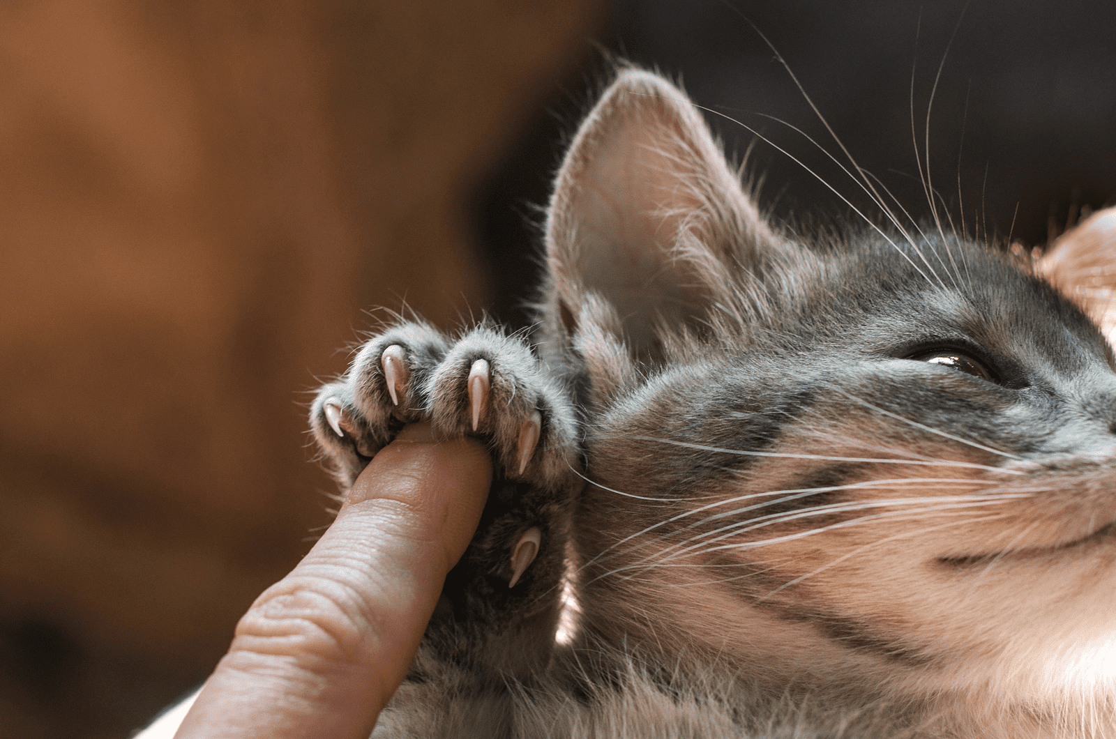 Very sharp claws of a little kitten