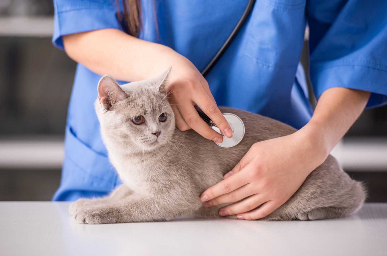 How Long To Keep Cat Confined After Spay Read And Find Out