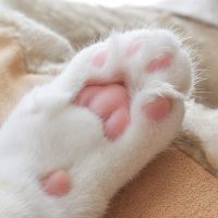 Cat Toe Beans