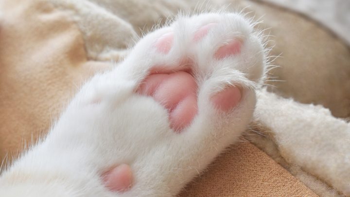 What Are Cat Toe Beans? TOP 15 Interesting Facts