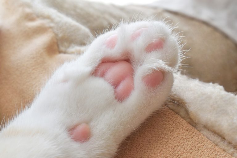 Cat Toe Beans