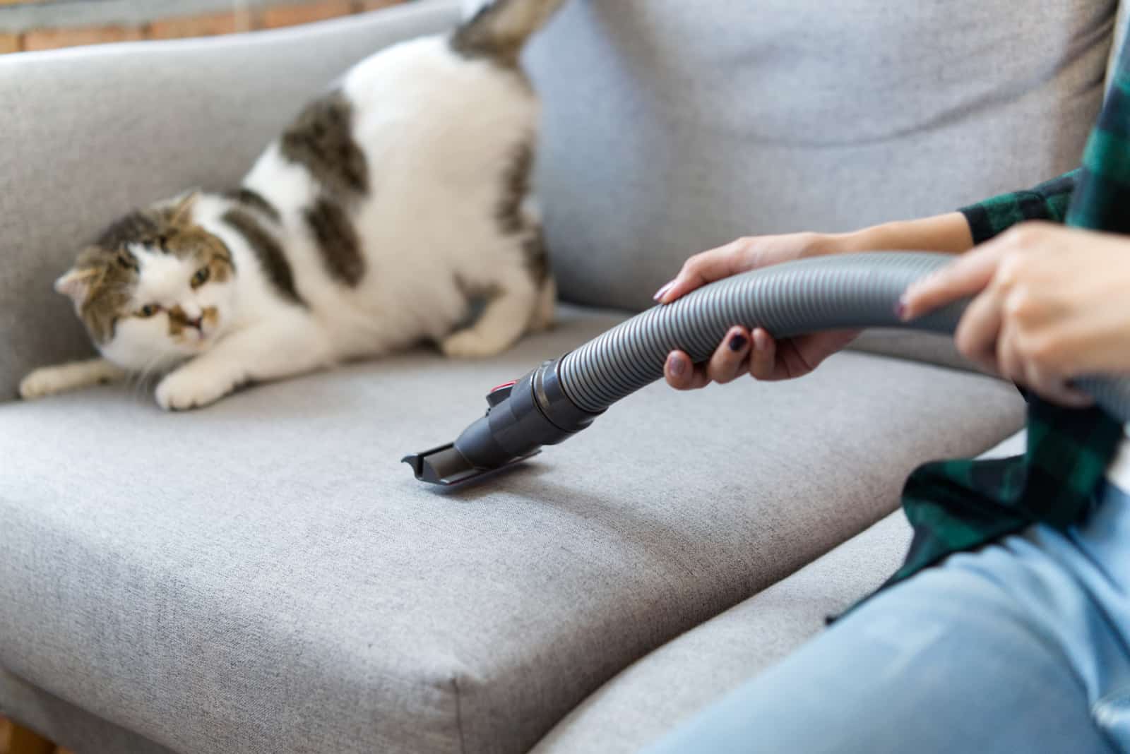 White cute cat is feeling afraid and surprise of vacuum cleaner