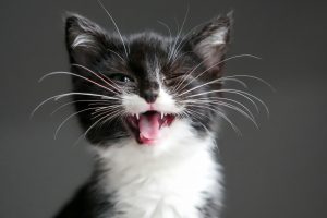 adorable cat with long whiskers