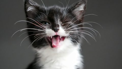 Why Are My Cats Whiskers So Long? 10 Amazing Facts