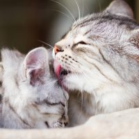 a cat licking little kitten