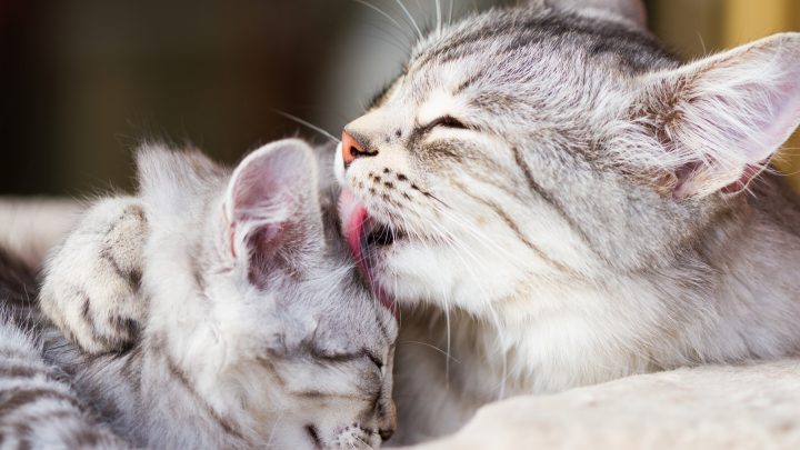 Why Do Cats Lick Each Other? 4 Main Reasons