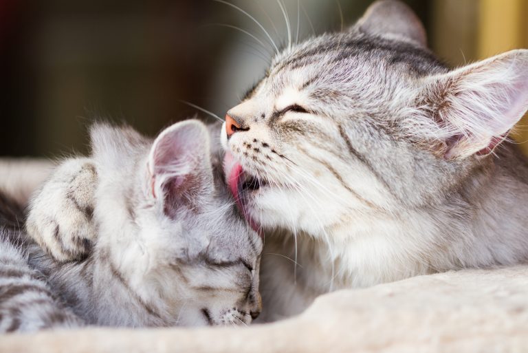 a cat licking little kitten