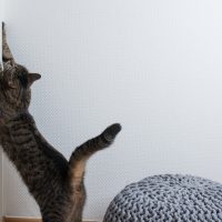 cat Scratching wall