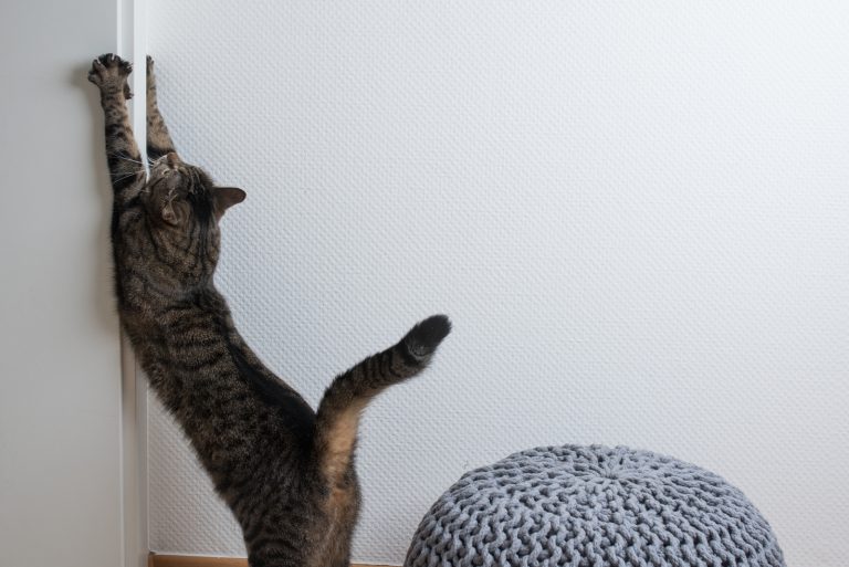 cat Scratching wall