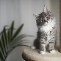 kitten standing on cat furniture and stare