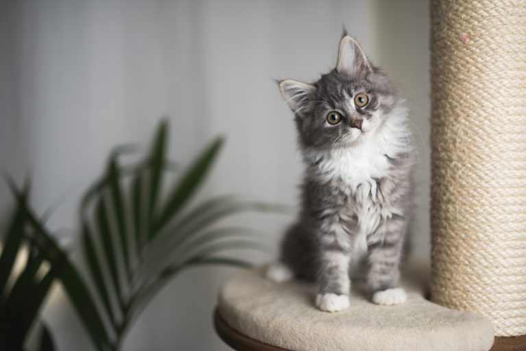 kitten standing on cat furniture and stare