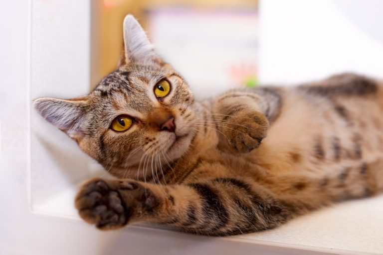 a beautiful cat lies and kneads with its paws