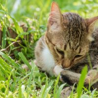 a beautiful cat sits in the grass and nibbles