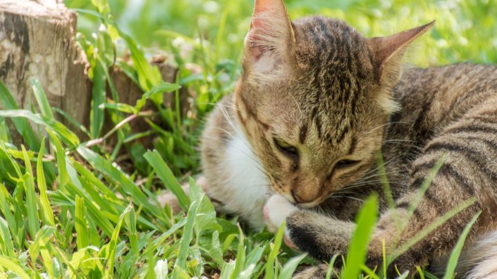 Why Is My Cat Chewing On Nothing? 14 Reasons!