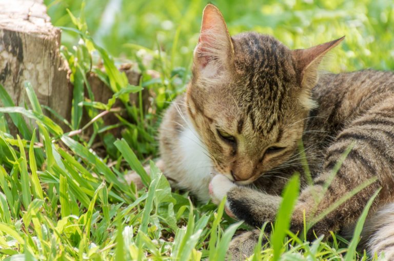 a beautiful cat sits in the grass and nibbles