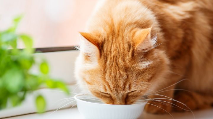 Why Is My Cat Drinking A Lot Of Water And Meowing? Possible Reasons