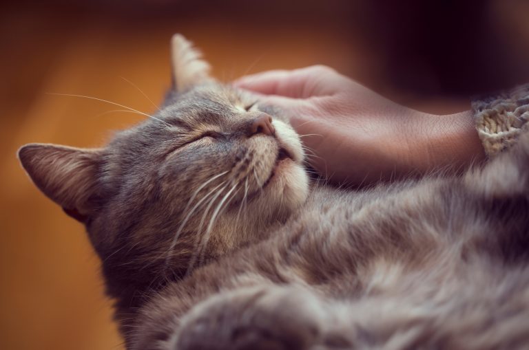 a gray cat spins while sleeping