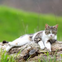 a beautiful cat lying on a tree