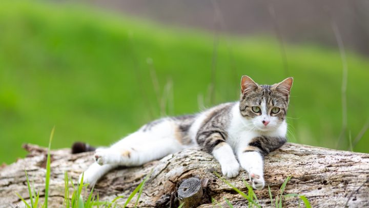 Your Cat Sounds Congested But No Discharge? All You Need To Know