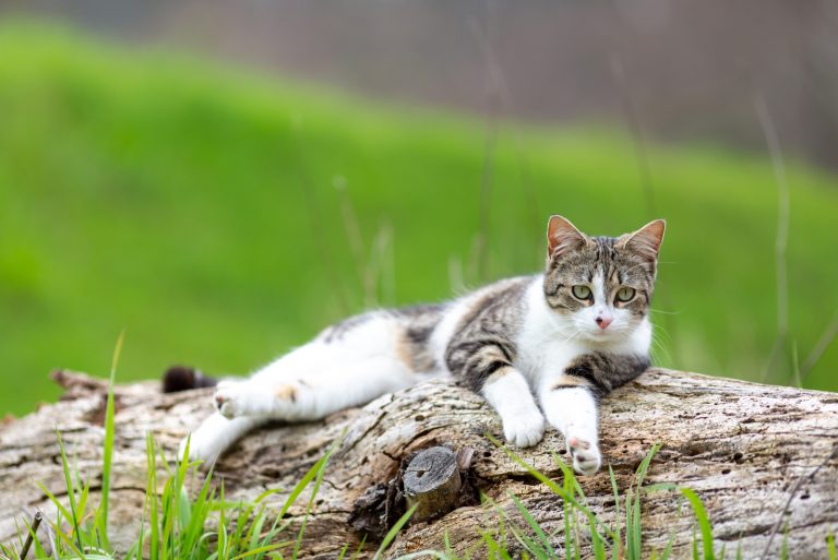 a beautiful cat lying on a tree