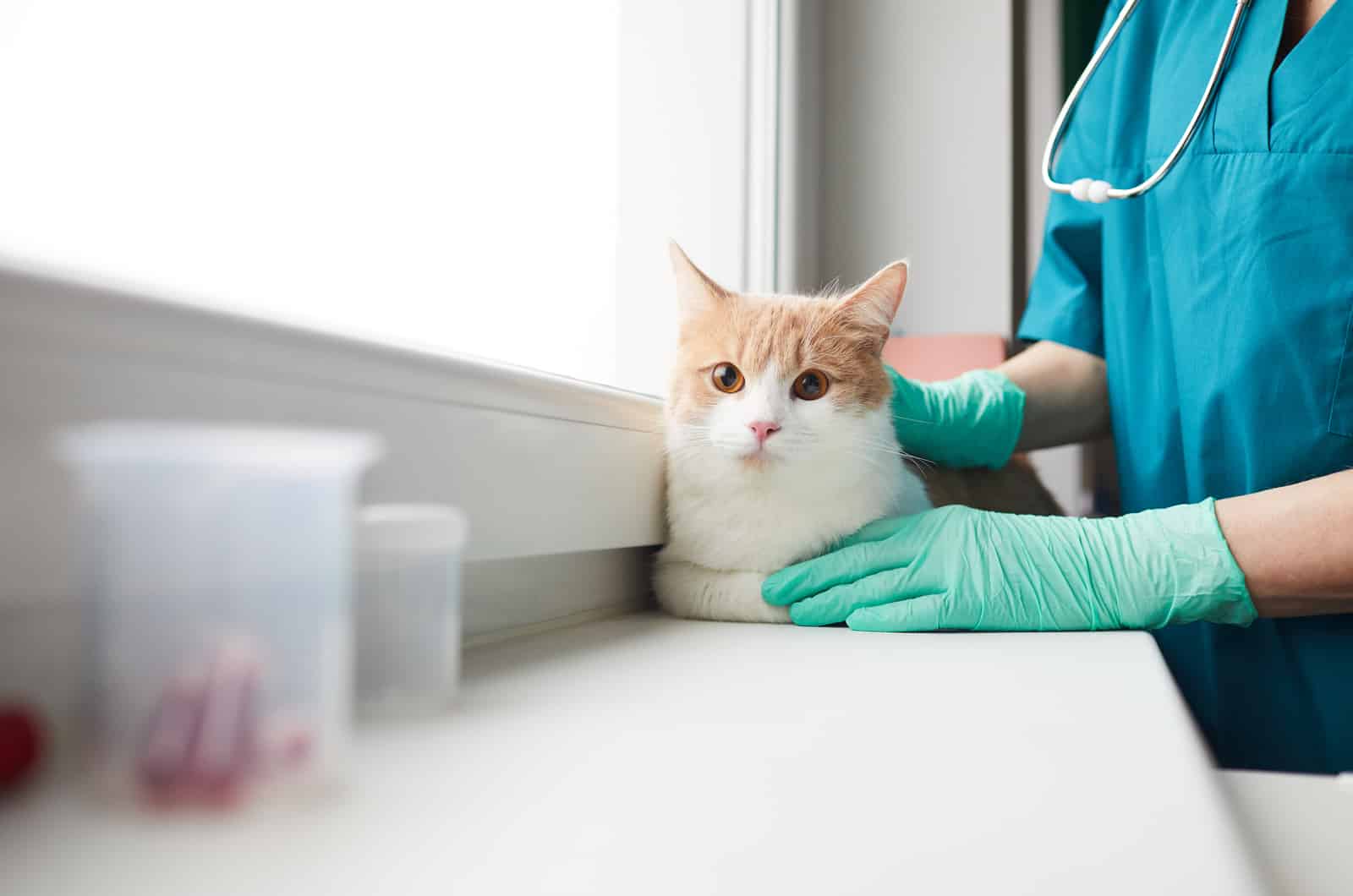 a beautiful cat at the vet