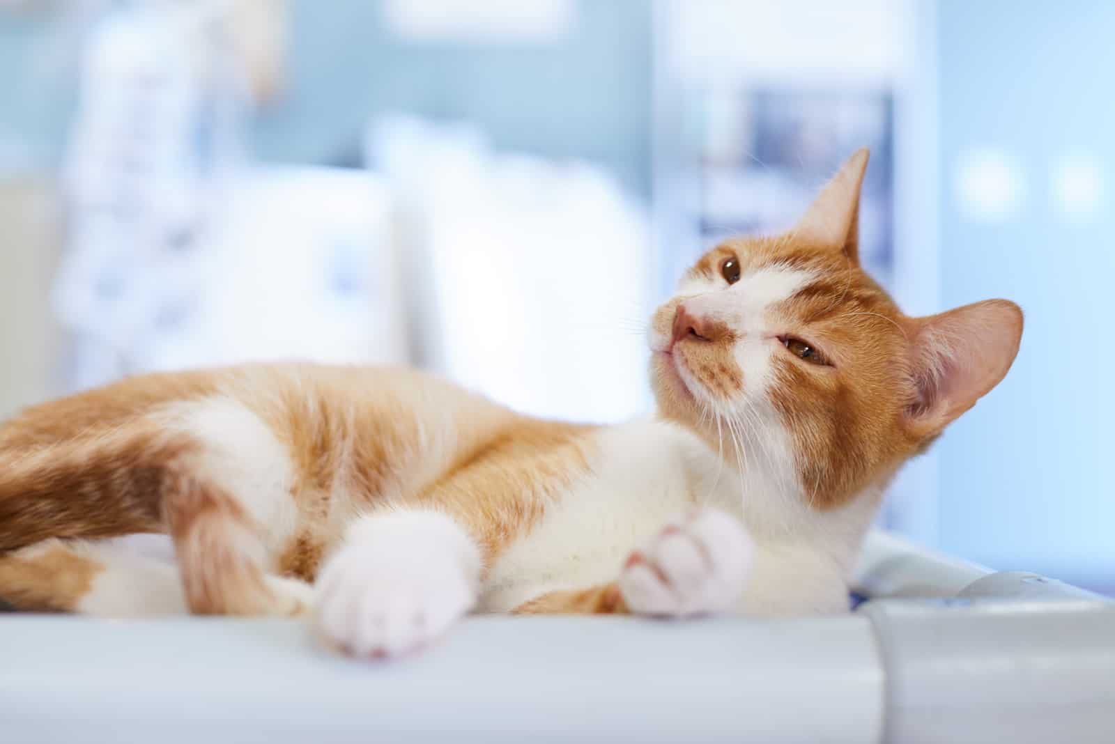 a beautiful cat is lying on the bed