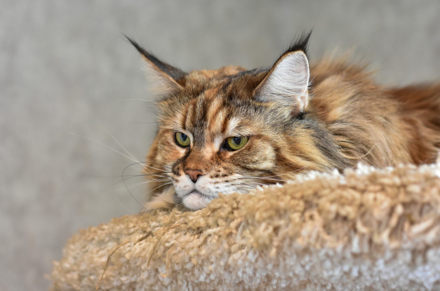 TOP 10 Maine Coon Breeders In Texas In 2023