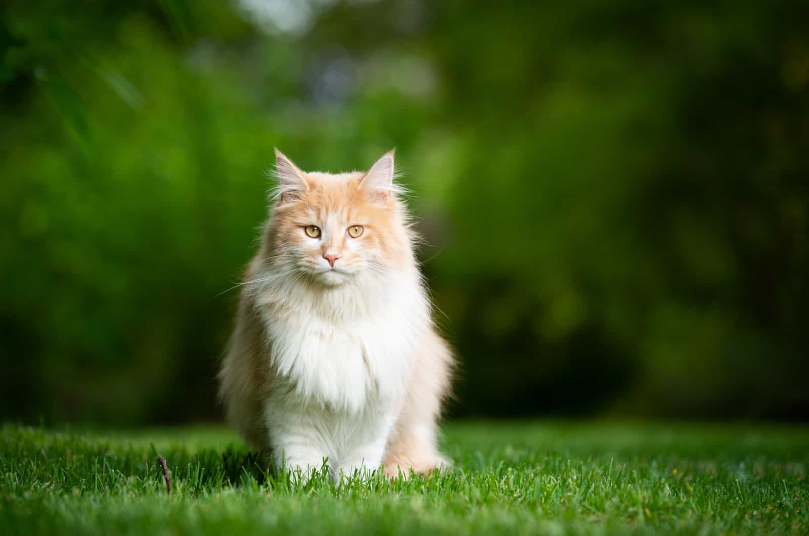 a beautiful cat is sitting in the grass