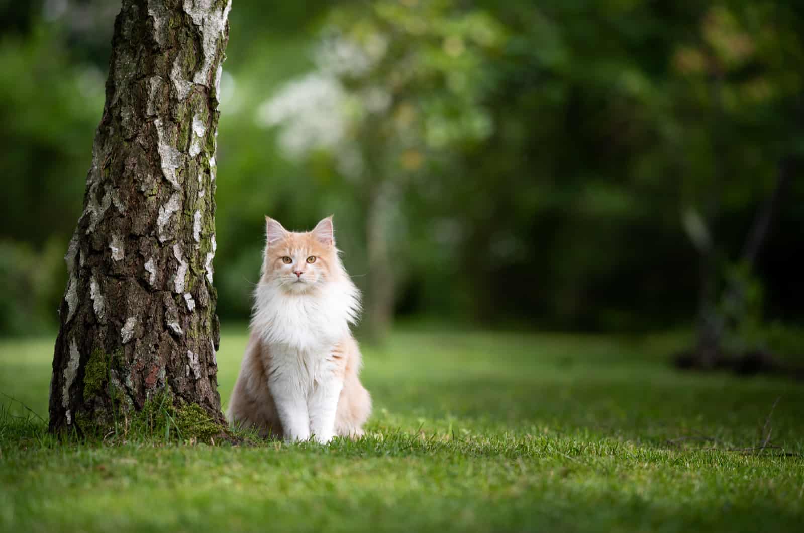 a beautiful cat is sitting on the grass