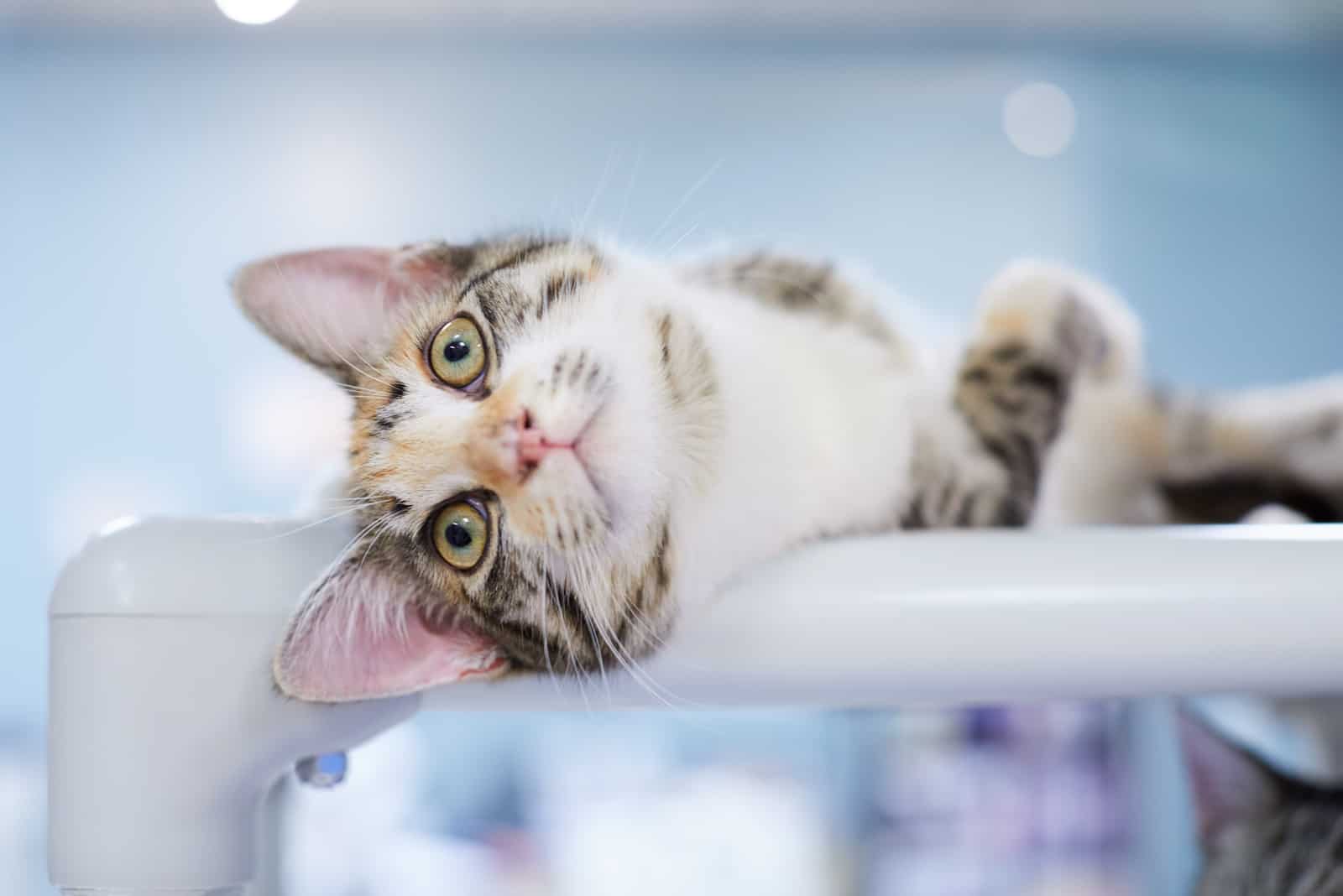 a beautiful cat lies down and kneads with its paws