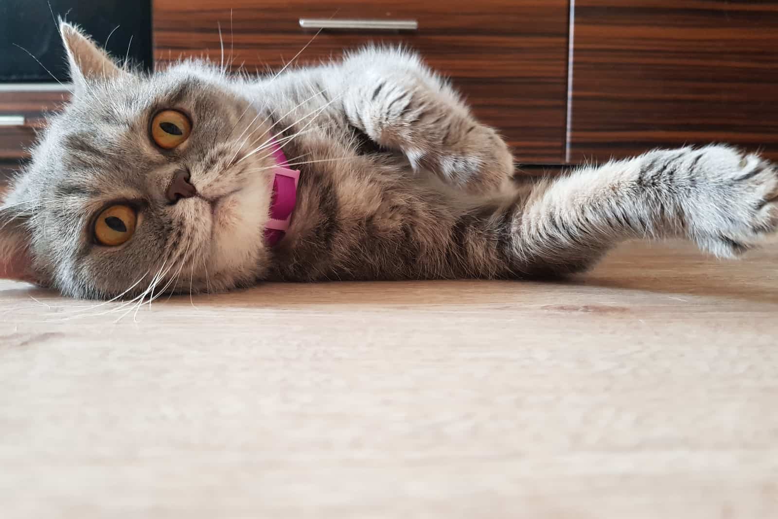 a beautiful cat lies on the floor and kneads with its paws
