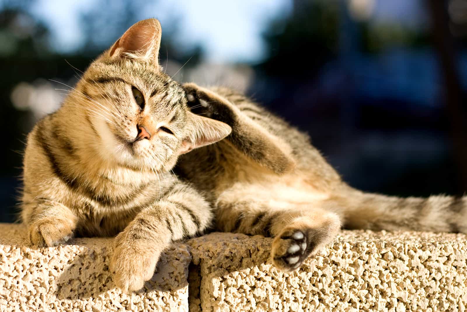 a beautiful cat lies on the wall and scratches itself