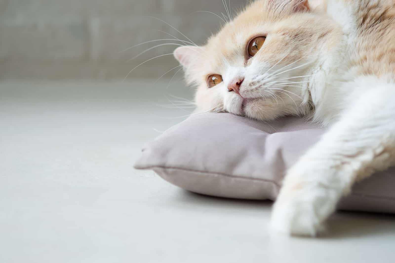 a beautiful cat lying on a pillow