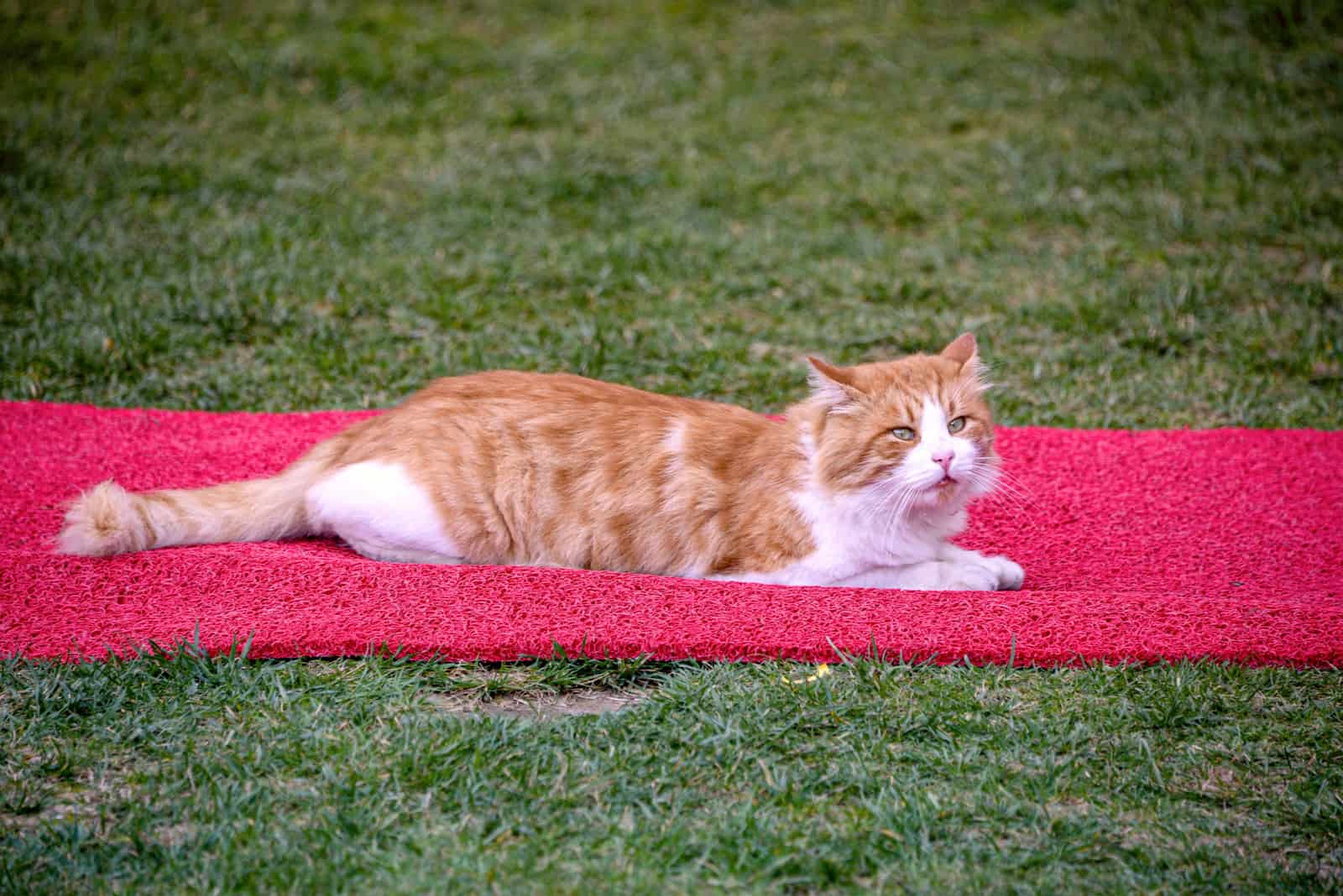 a beautiful cat lying on a sponge