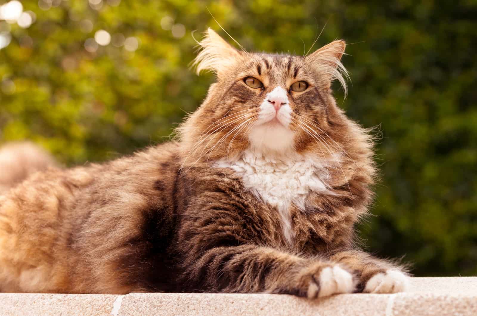 a beautiful cat resting outside