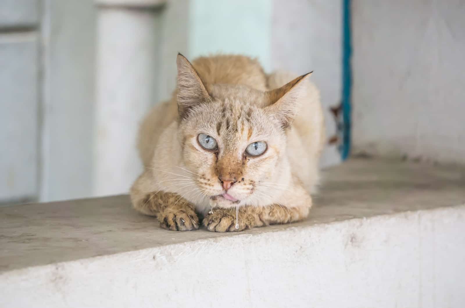 a beautiful cat sits while salivating