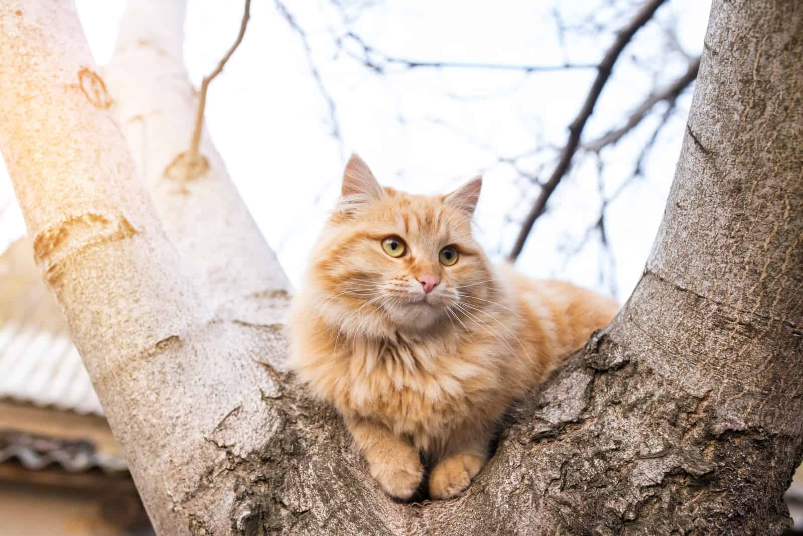 a beautiful cat sitting on a tree