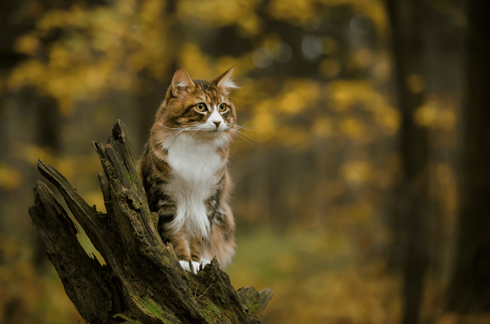 a beautiful cat sitting on a tree