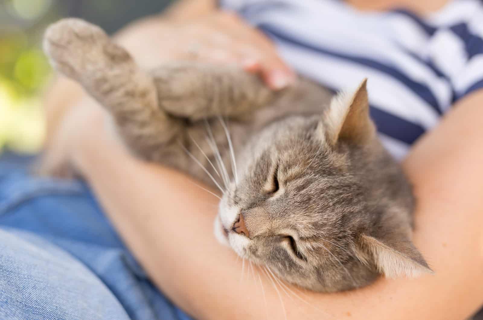 a beautiful cat spins while sleeping