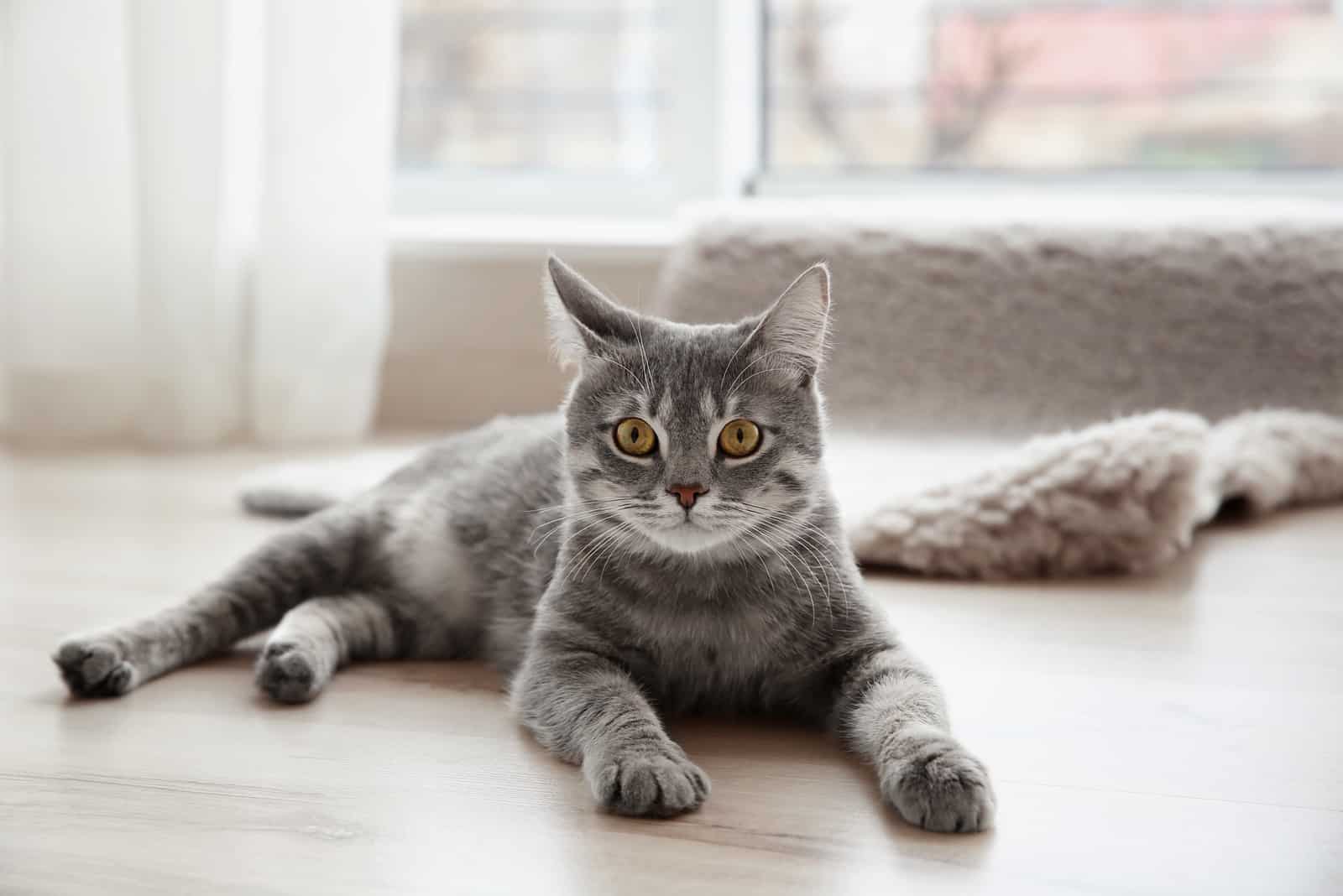 a beautiful gray cat lies on the floor