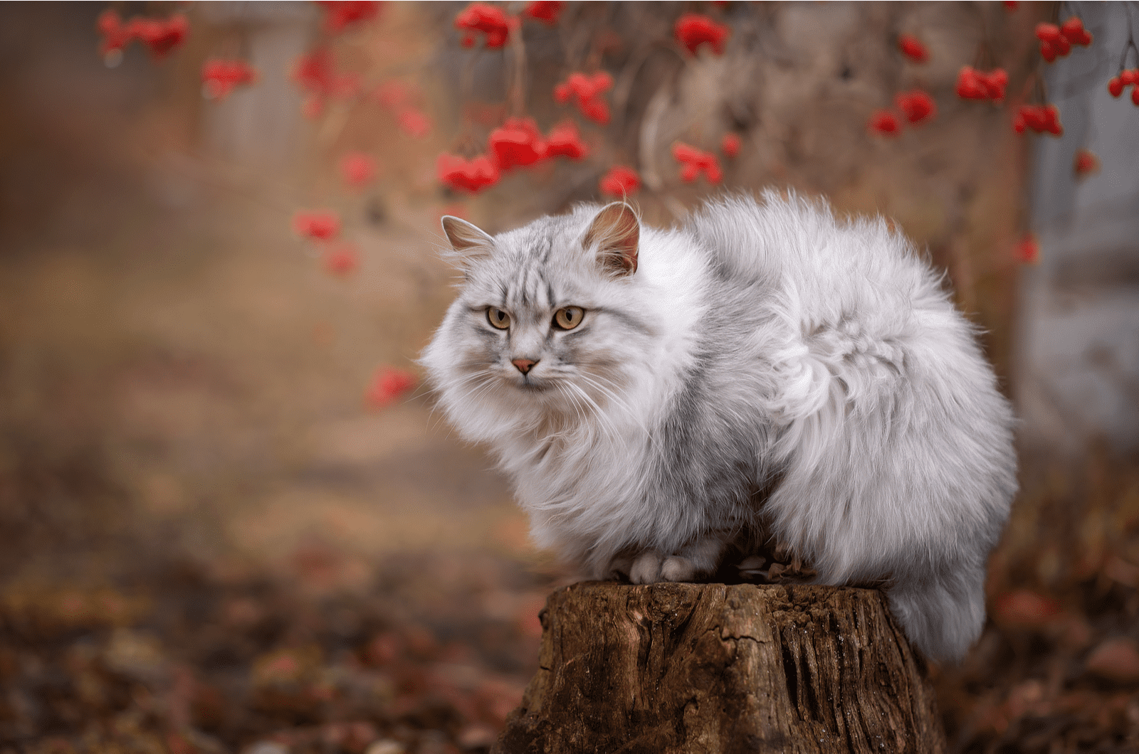 a beautiful gray cat sitting on a tree