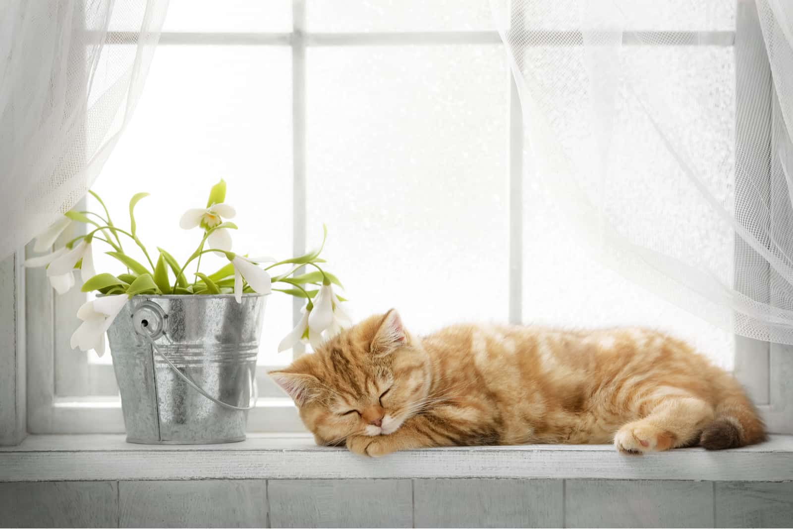 a beautiful yellow cat is sitting in the kitchen