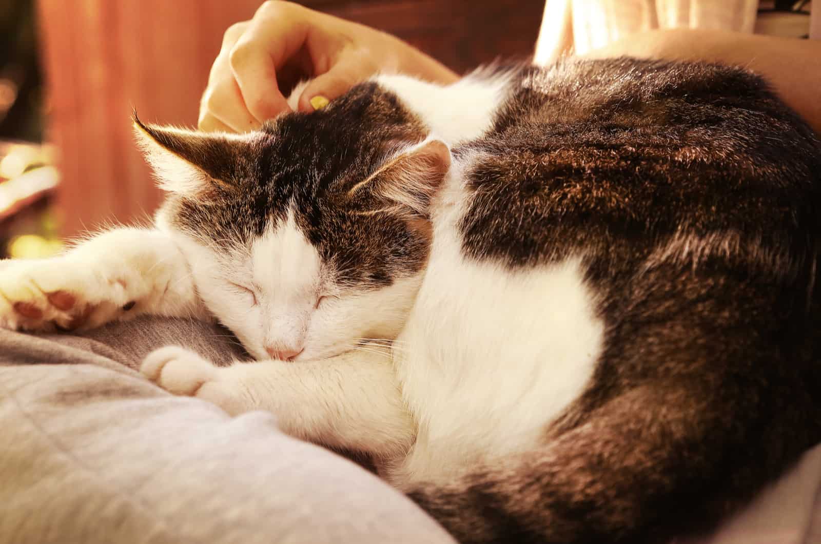 a black and white cat spins while a woman cuddles her